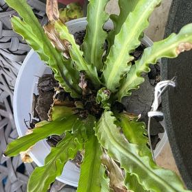 Photo of the plant species Osaka Fern by @NewOrchid57 named Achilles on Greg, the plant care app