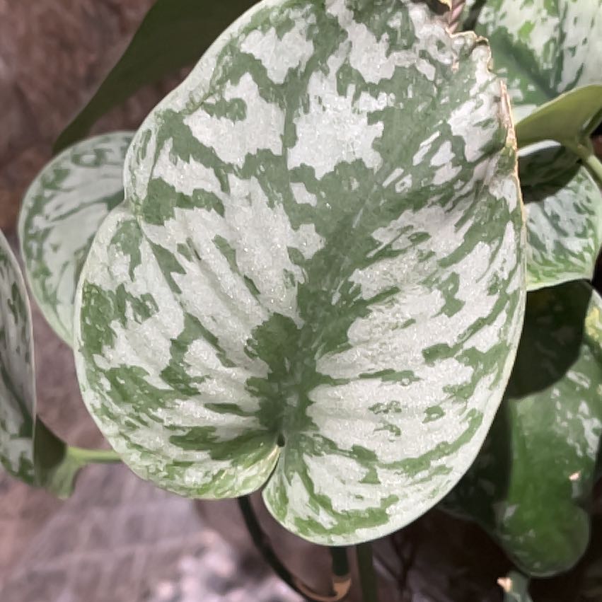 Photo of the plant species Scindapsus Silver Lady by @NewOrchid57 named Pax on Greg, the plant care app