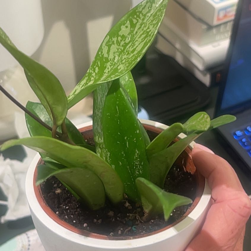 Photo of the plant species Hoya 'Silver Splash' by @SwiftWolfsbane named Willow on Greg, the plant care app
