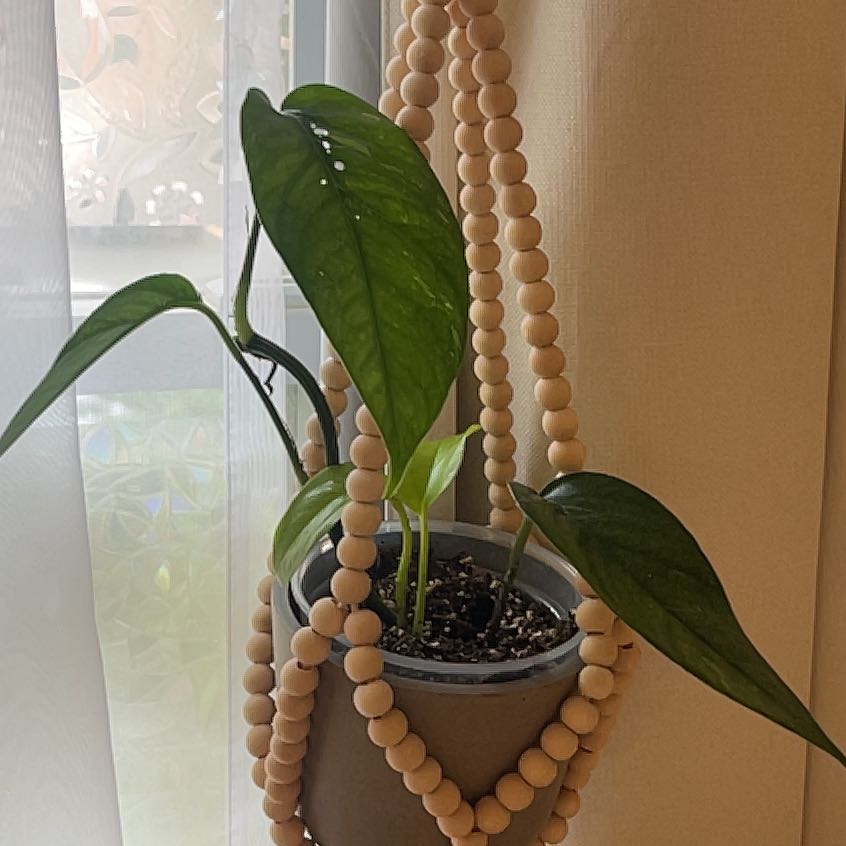 Photo of the plant species Pothos 'Albo' by @SwiftWolfsbane named albo & neon pothos prop on Greg, the plant care app