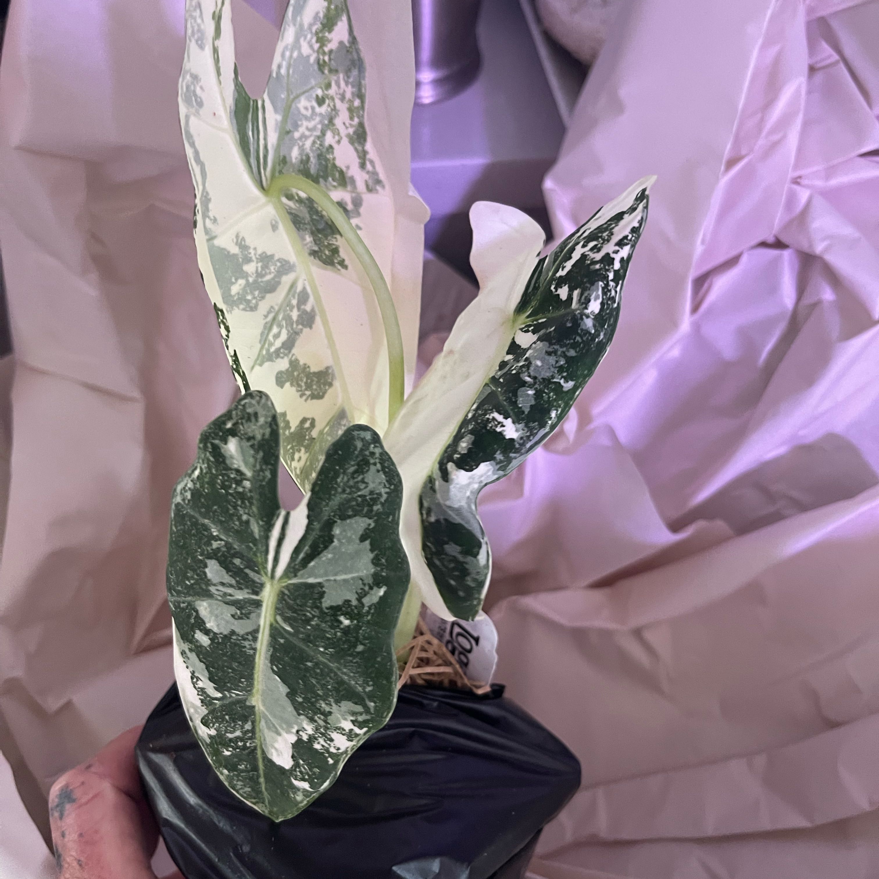 Photo of the plant species Frydek by @SwiftWolfsbane named Stella on Greg, the plant care app