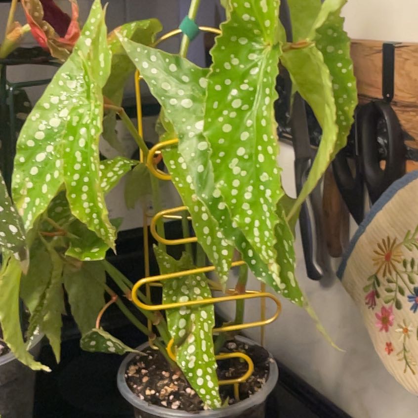 Photo of the plant species Begonia 'Angel My Special Angel' by @SwiftWolfsbane named Huck on Greg, the plant care app