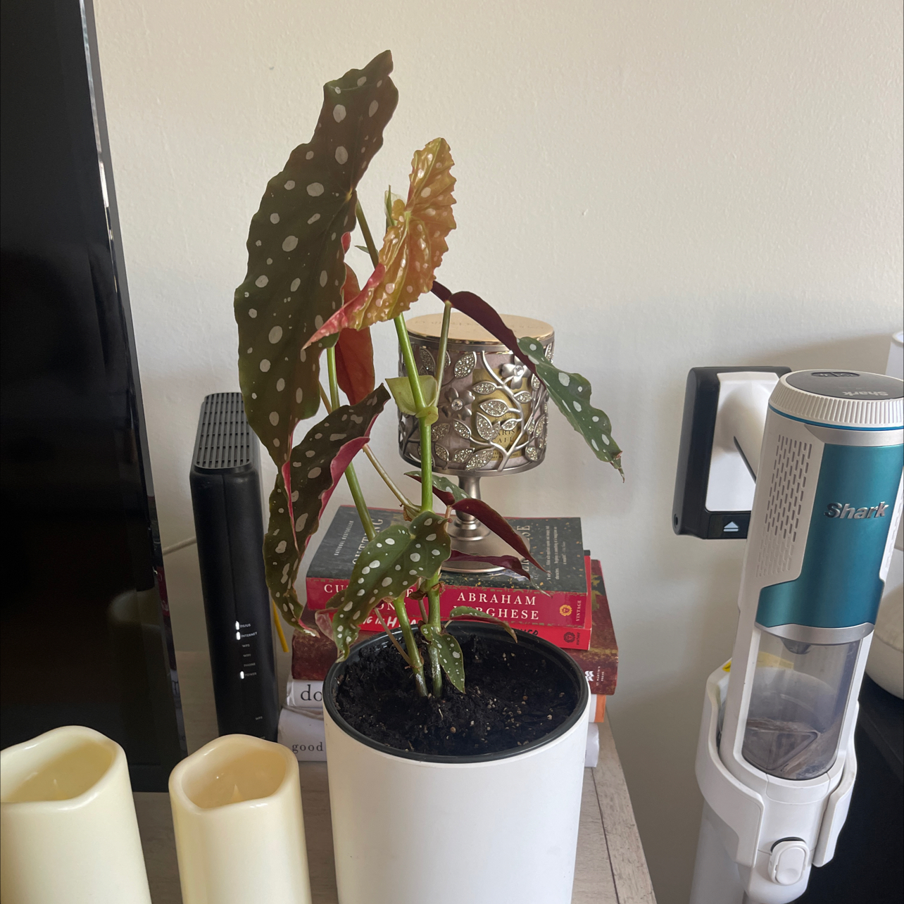 Plant care for Amphioxus on Greg, the plant care app