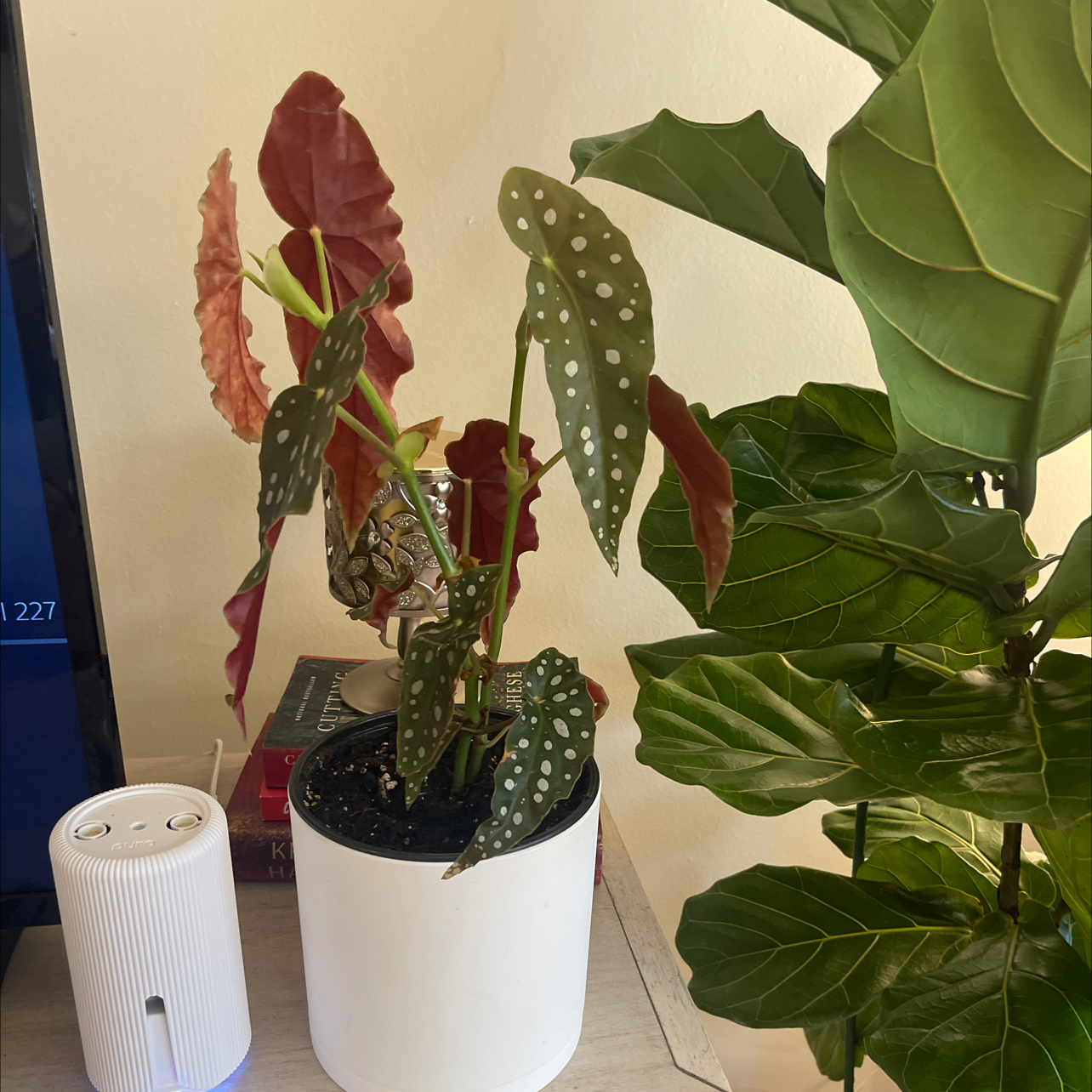 Photo of the plant species Polka Dot Begonia by @SwiftWolfsbane named Spot on Greg, the plant care app