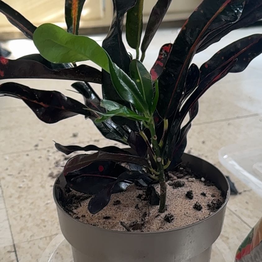 Photo of the plant species Croton by @JoysomePhalsa39 named Elburn on Greg, the plant care app