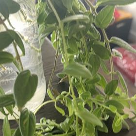 Photo of the plant species Dancing Dolphin by @Sh3nvi named La Perouse on Greg, the plant care app
