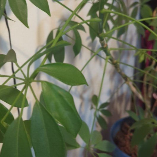 Photo of the plant species Dwarf Umbrella Plant by @LadyPurpleblush named Marley on Greg, the plant care app