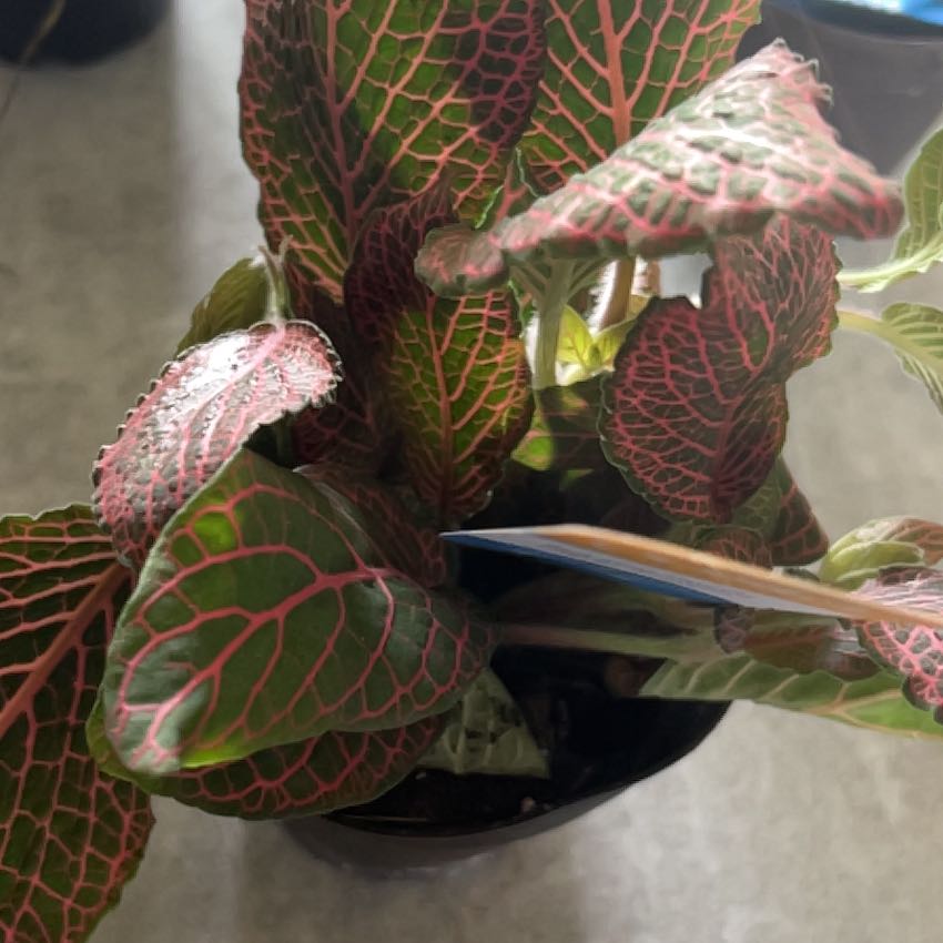 Plant care for Red Carpet Sedum on Greg, the plant care app
