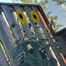 Photo of the plant species Helianthus 'Sunfinity Yellow Dark Centre' by @lil.sslm named Homer on Greg, the plant care app