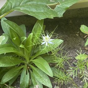 Photo of the plant species Devil in the Bush by @PrudentDaboecia named Surya on Greg, the plant care app