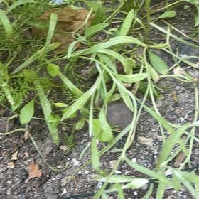 Photo of the plant species Streambank Springbeauty by @PrudentDaboecia named Marley on Greg, the plant care app