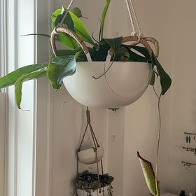 Photo of the plant species monkey cup by @IconVerahiggins named Zeus on Greg, the plant care app