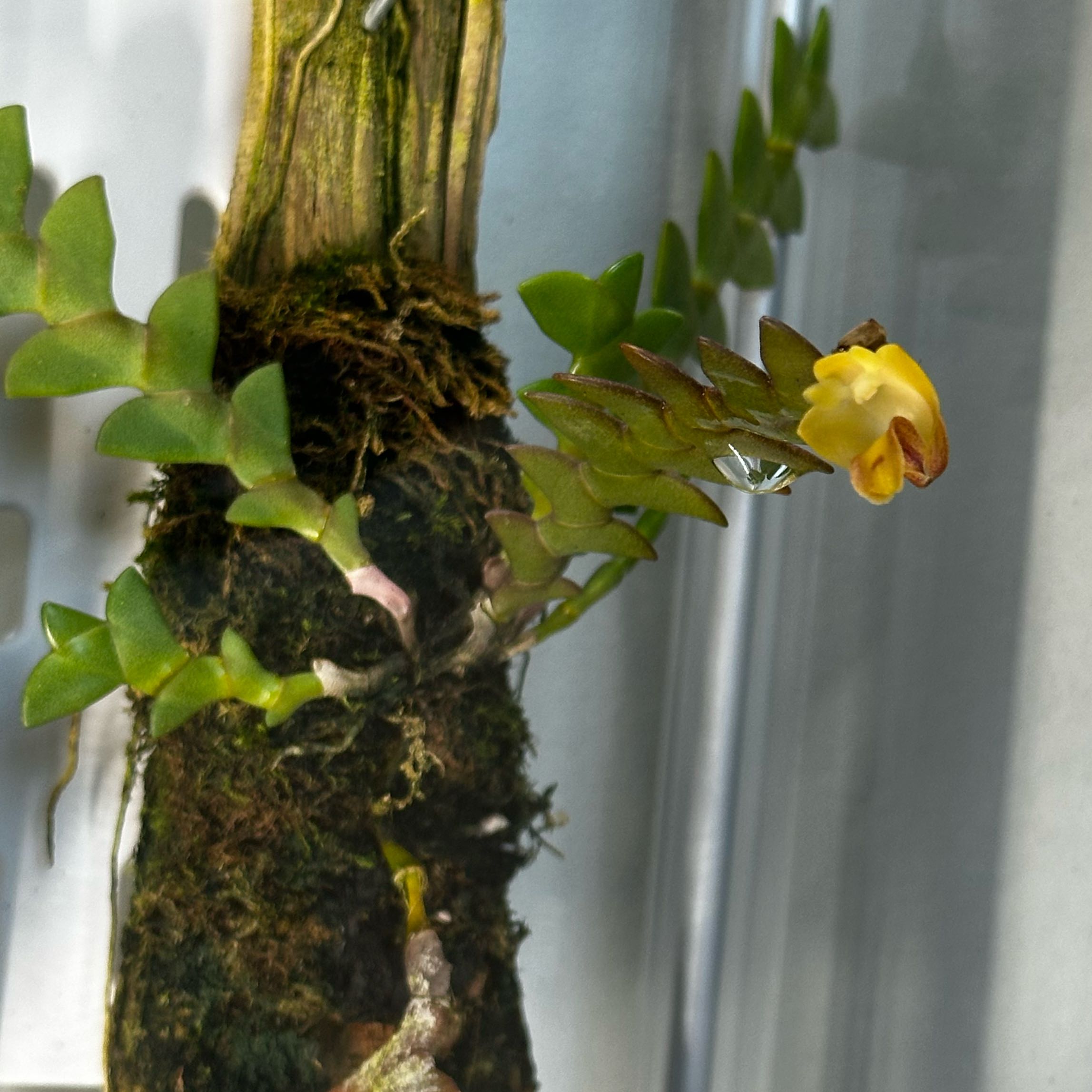 Photo of the plant species Lion-Like Dendrobium by @IconVerahiggins named Rosa on Greg, the plant care app