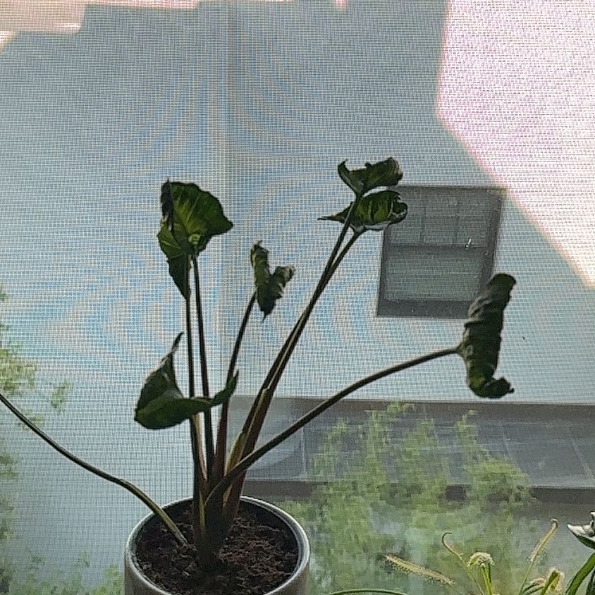Photo of the plant species Syngonium Godzilla by @IconVerahiggins named Prince on Greg, the plant care app