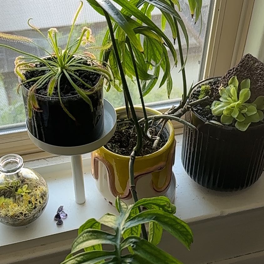 Photo of the plant species zippelianum by @IconVerahiggins named Xena on Greg, the plant care app