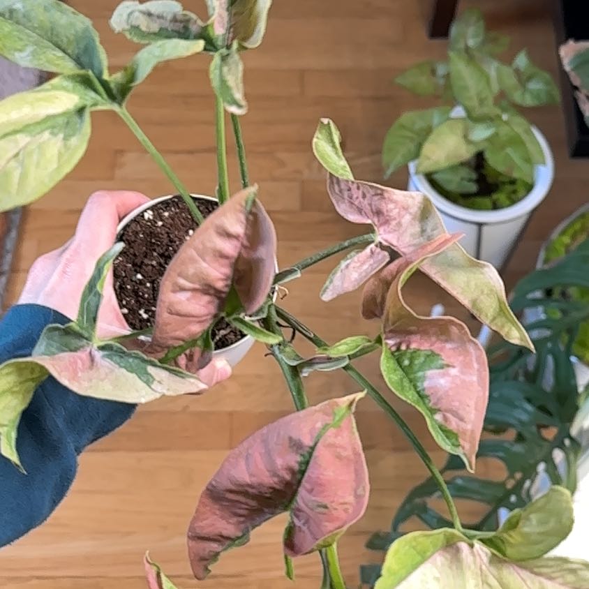 Photo of the plant species Syngonium Pink Lava by @IconVerahiggins named Remington on Greg, the plant care app