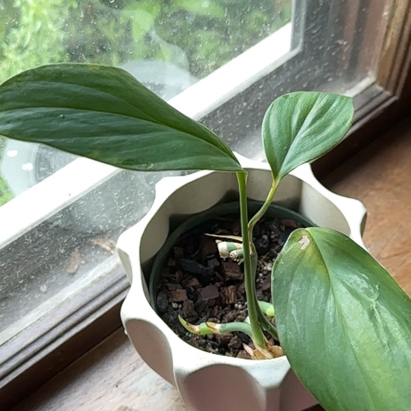 Photo of the plant species Philodendron Decursiva by @IconVerahiggins named Forrest on Greg, the plant care app