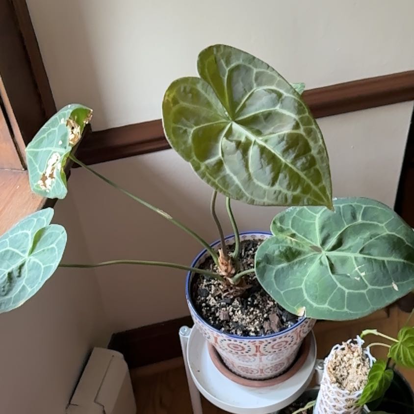 Photo of the plant species Anthurium hybrid by @IconVerahiggins named Zion on Greg, the plant care app