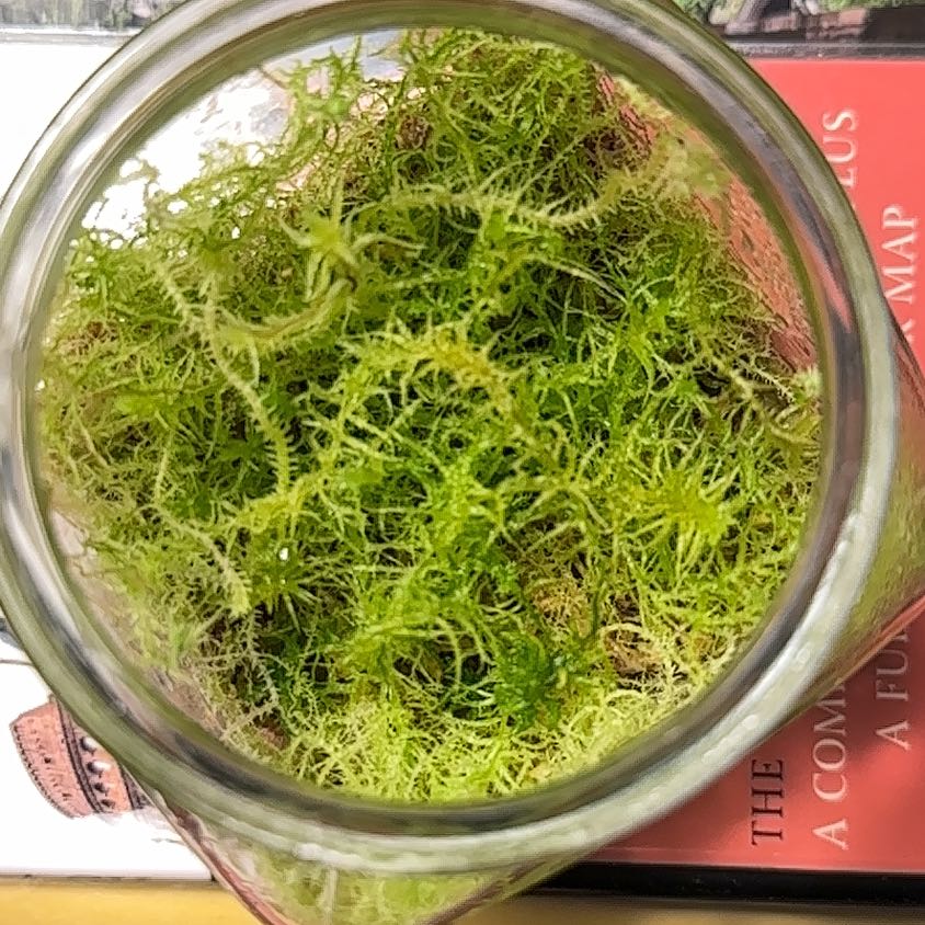 Photo of the plant species Spiky Bog-Moss by @IconVerahiggins named Sigmund on Greg, the plant care app