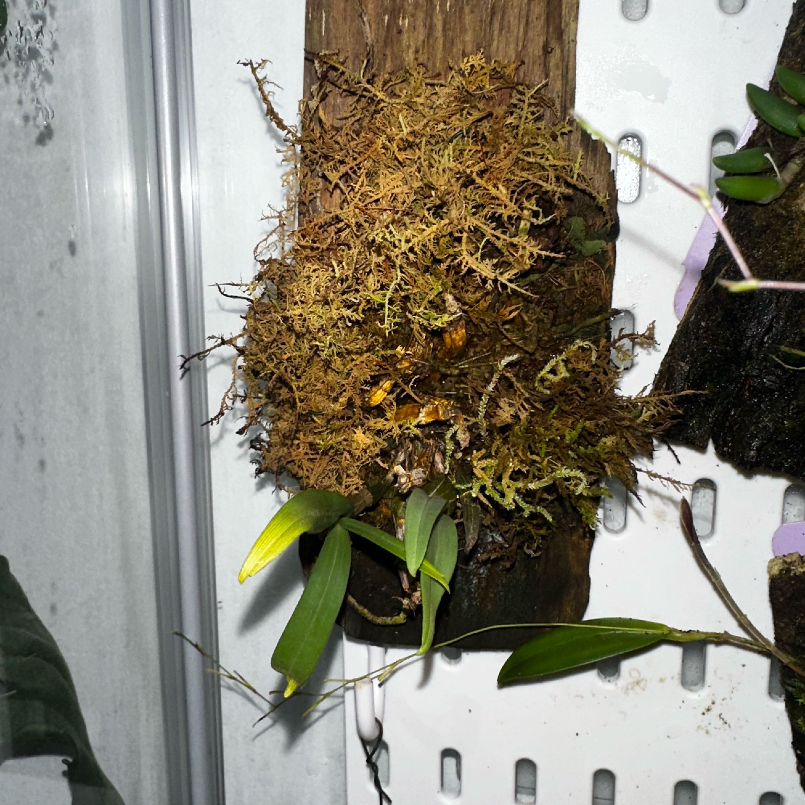 Photo of the plant species Dendrobium Bellatulum by @IconVerahiggins named Walt on Greg, the plant care app