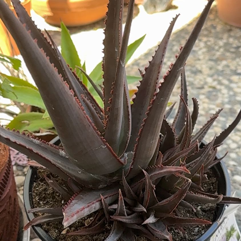Photo of the plant species Aloe divaricata subsp. divaricata by @MrKilleen named Keanu Leaves on Greg, the plant care app