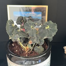Photo of the plant species Begonia 'Black Mamba' by @MrKilleen named Black Beauty on Greg, the plant care app