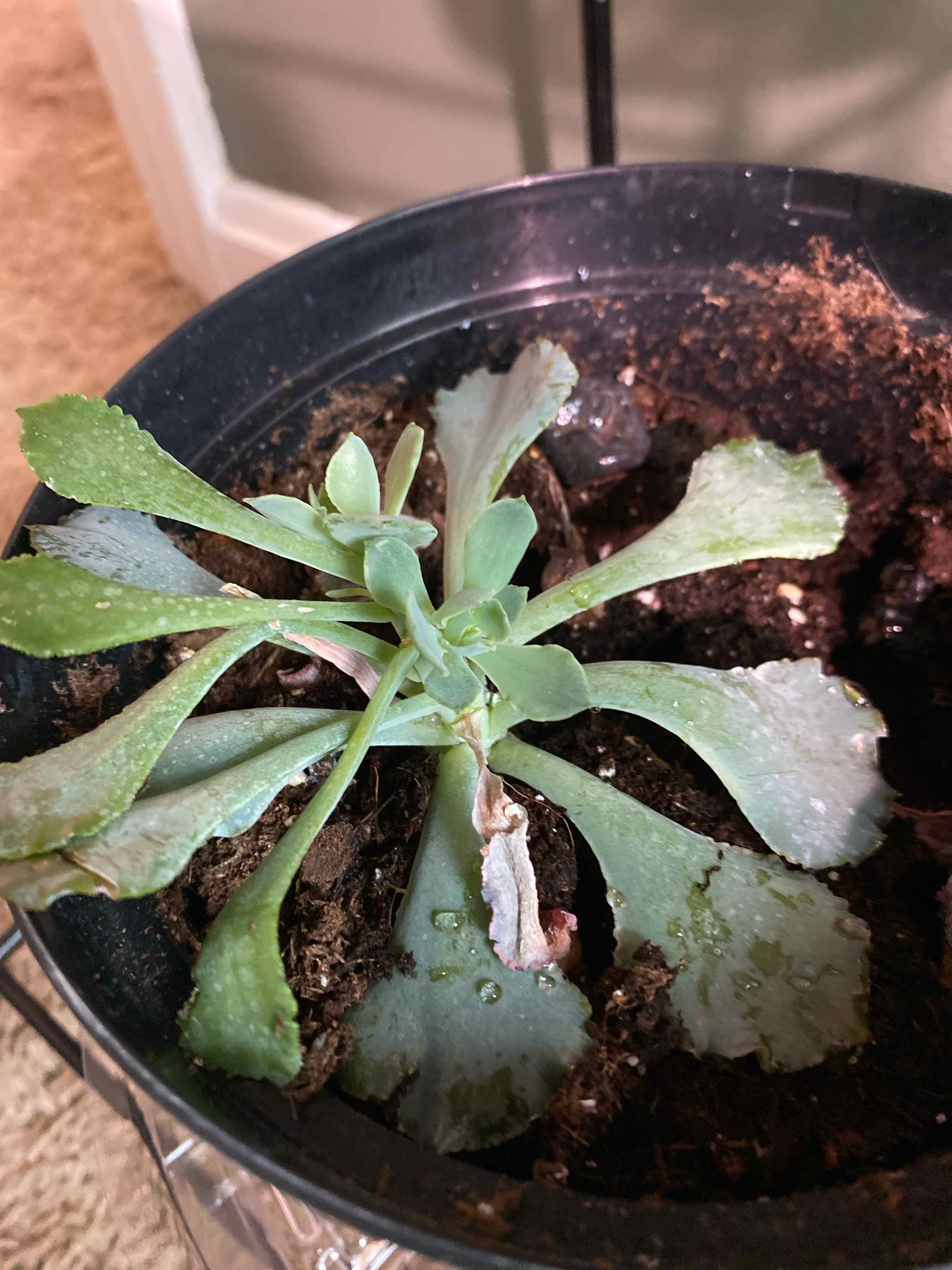 Potted Cliff Maids plant with some browning leaves and visible soil.