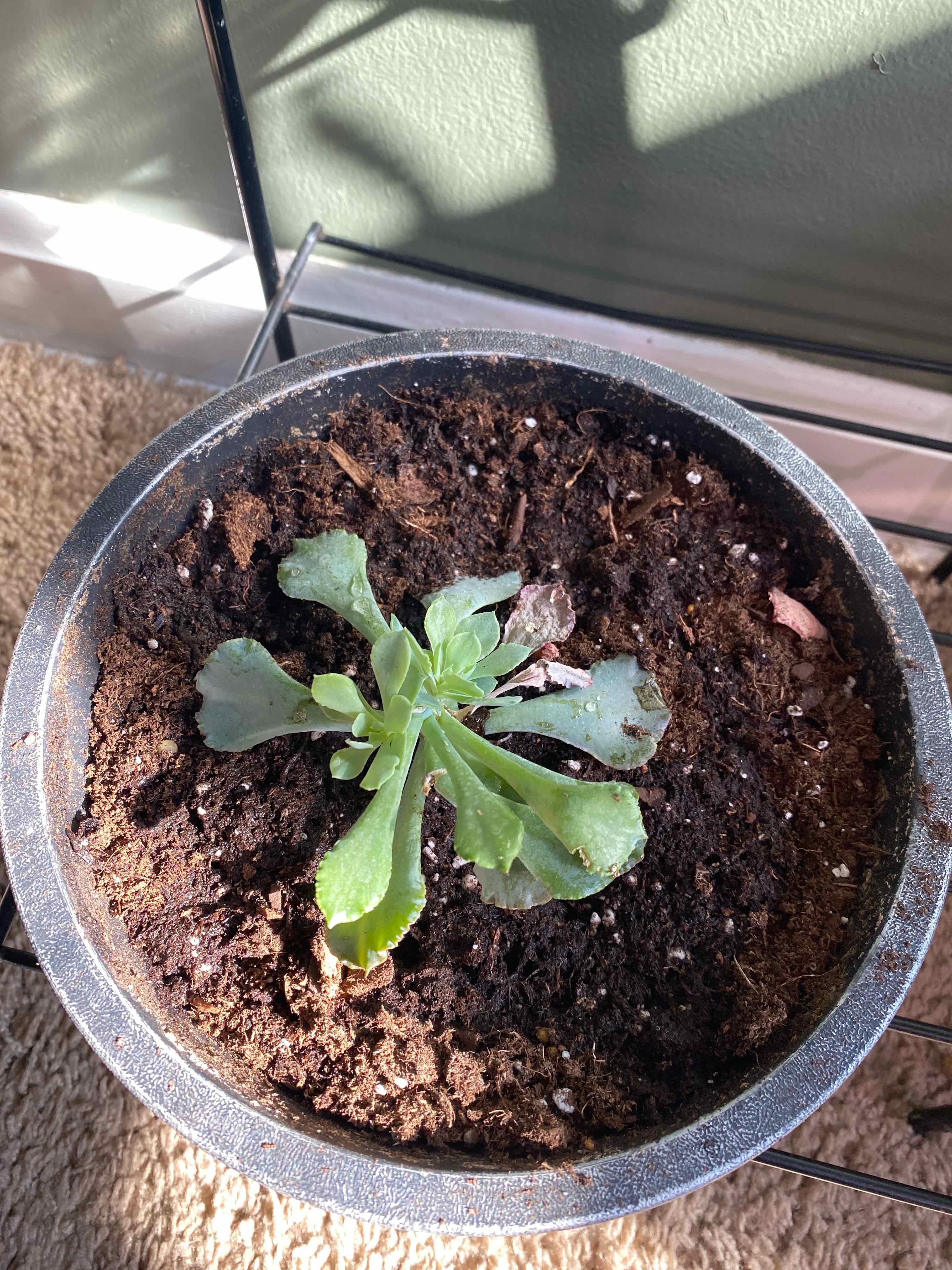 A small Cliff Maids plant in a pot with visible soil, well-framed and in focus.