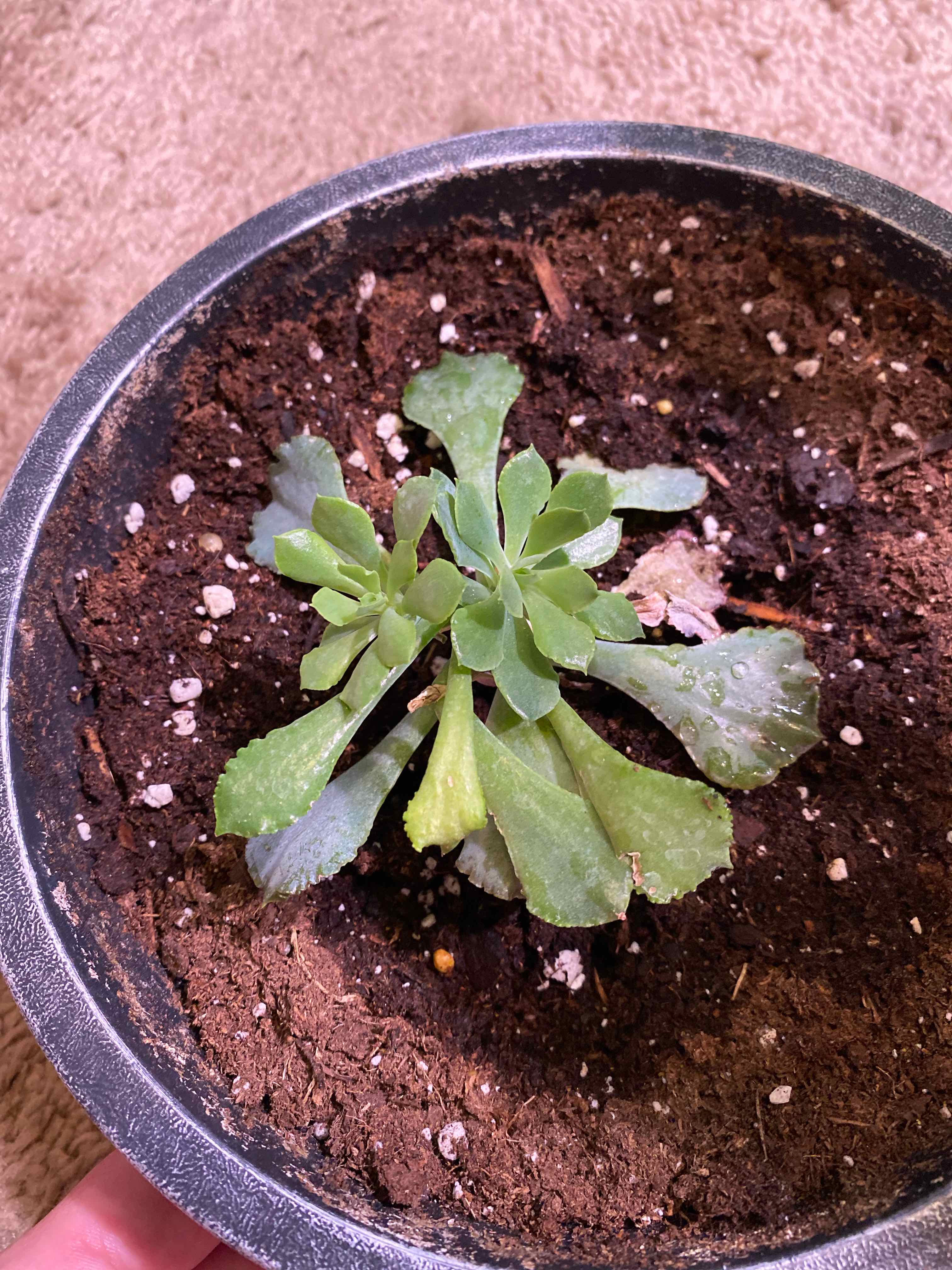 Potted Cliff Maids plant with some yellowing and browning leaves, visible soil.