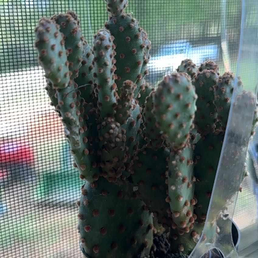 Photo of the plant species Mini Cinnamon Cactus by @TotalMelittis3 named Spike Leaves on Greg, the plant care app