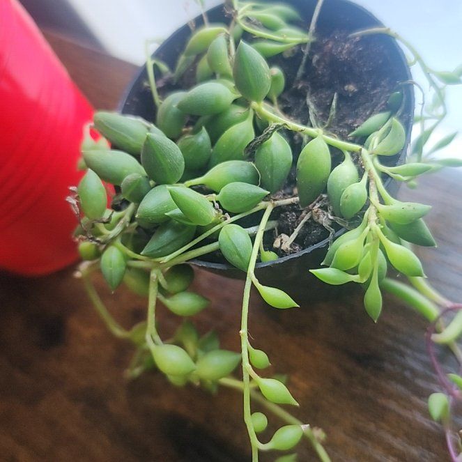 Photo of the plant species String of Tears by @AltruisticTaro4 named Homer on Greg, the plant care app
