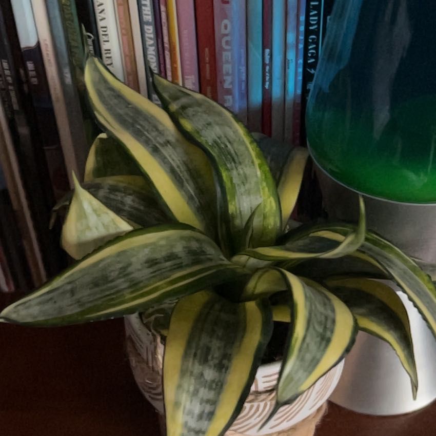 Photo of the plant species Forest Star by @WizardApple39 named James Dean on Greg, the plant care app