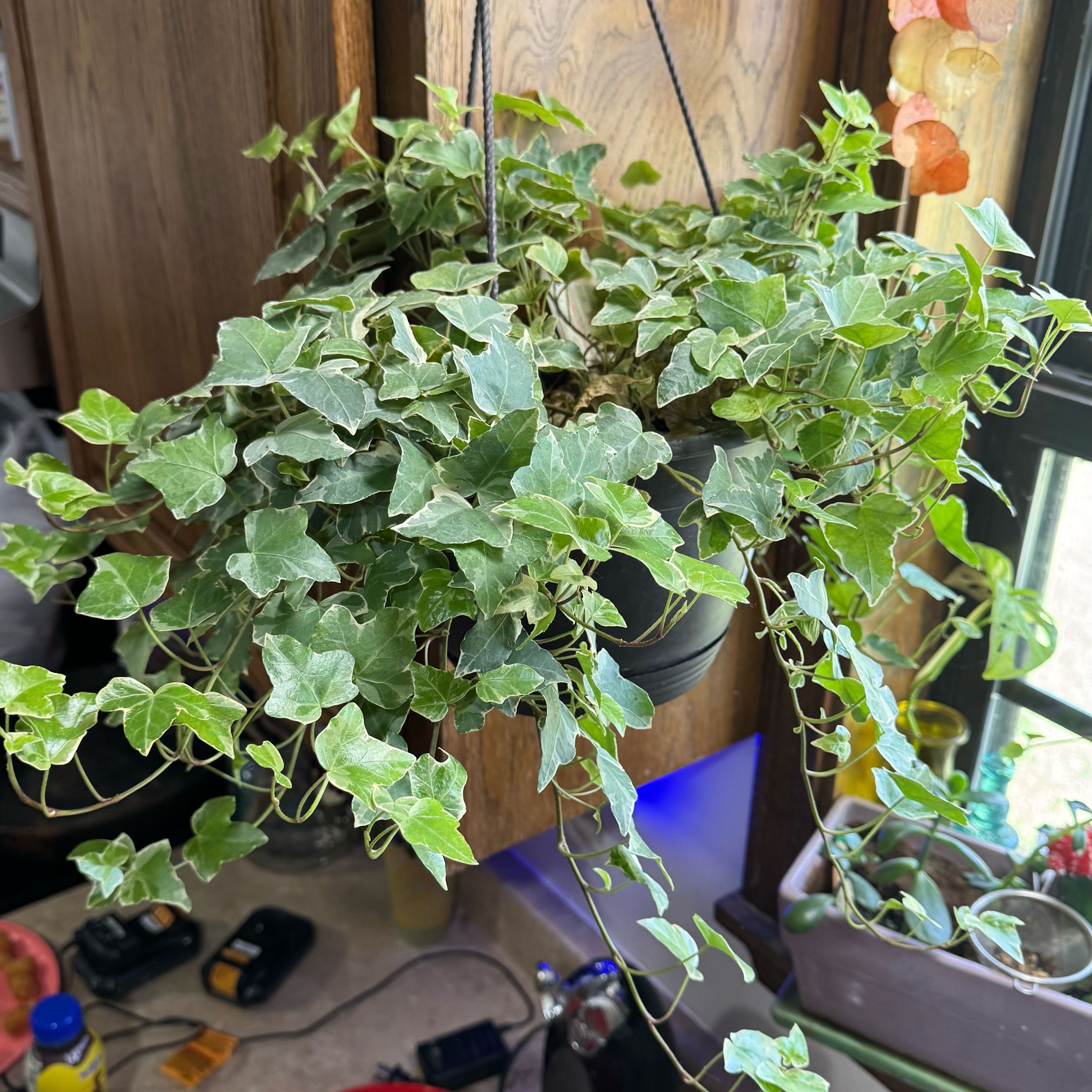 Photo of the plant species Jubilee Ivy by @VictoriaMc named Medusa on Greg, the plant care app
