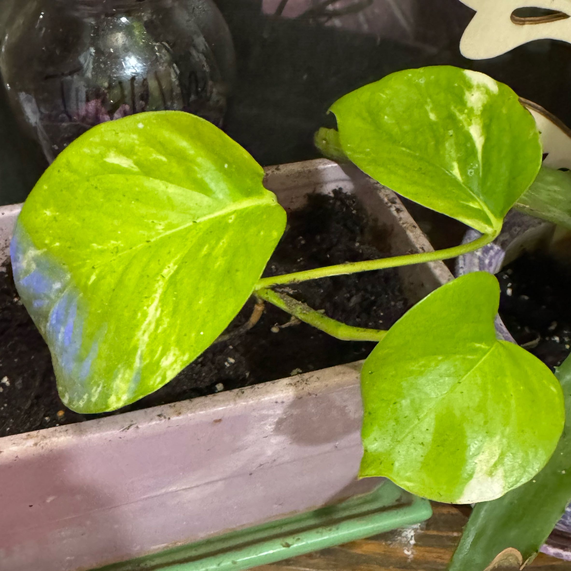 Photo of the plant species Variegated Neon Pothos by @VictoriaMc named Gloria on Greg, the plant care app
