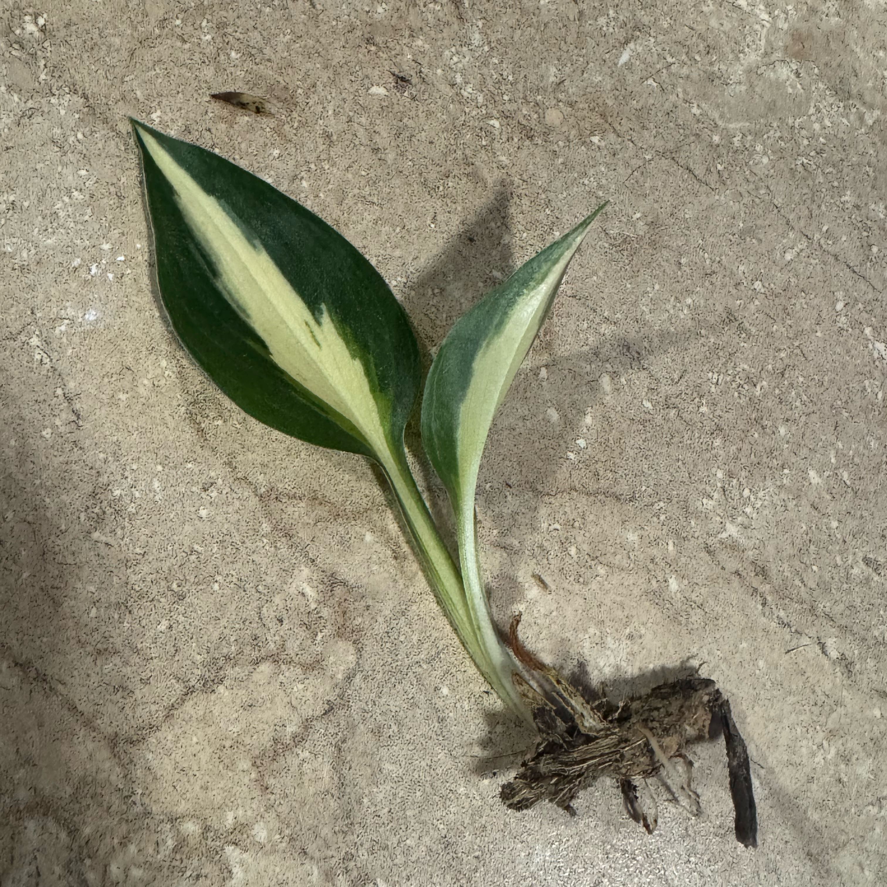 Photo of the plant species Hosta 'Night Before Christmas' by @VictoriaMc named Nemo on Greg, the plant care app