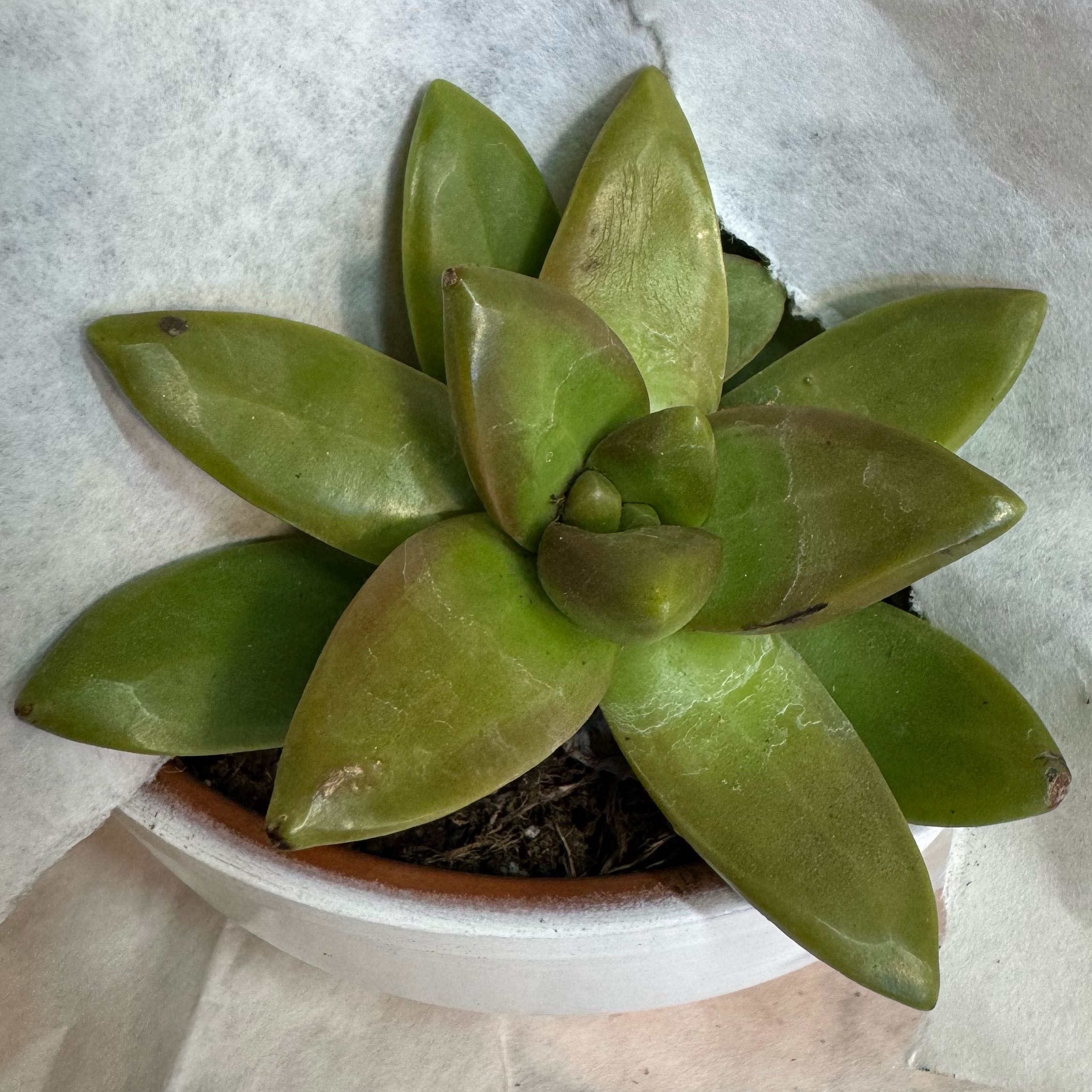 Photo of the plant species Sedum adolphi 'Lime Gold' by @VictoriaMc named Orlando Bloom on Greg, the plant care app