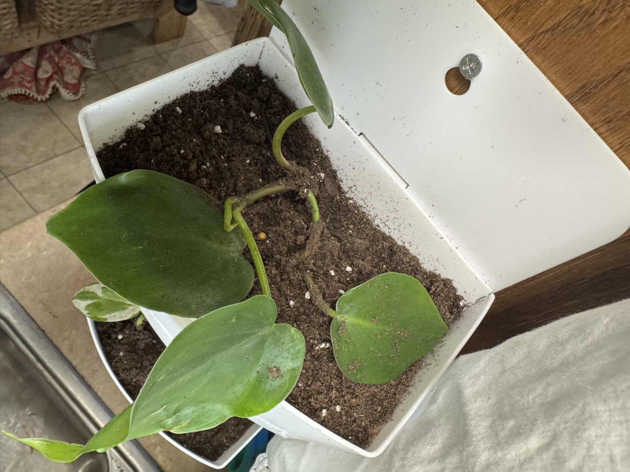 Photo of the plant species Sweetheart plant by @VictoriaMc named Delilah on Greg, the plant care app