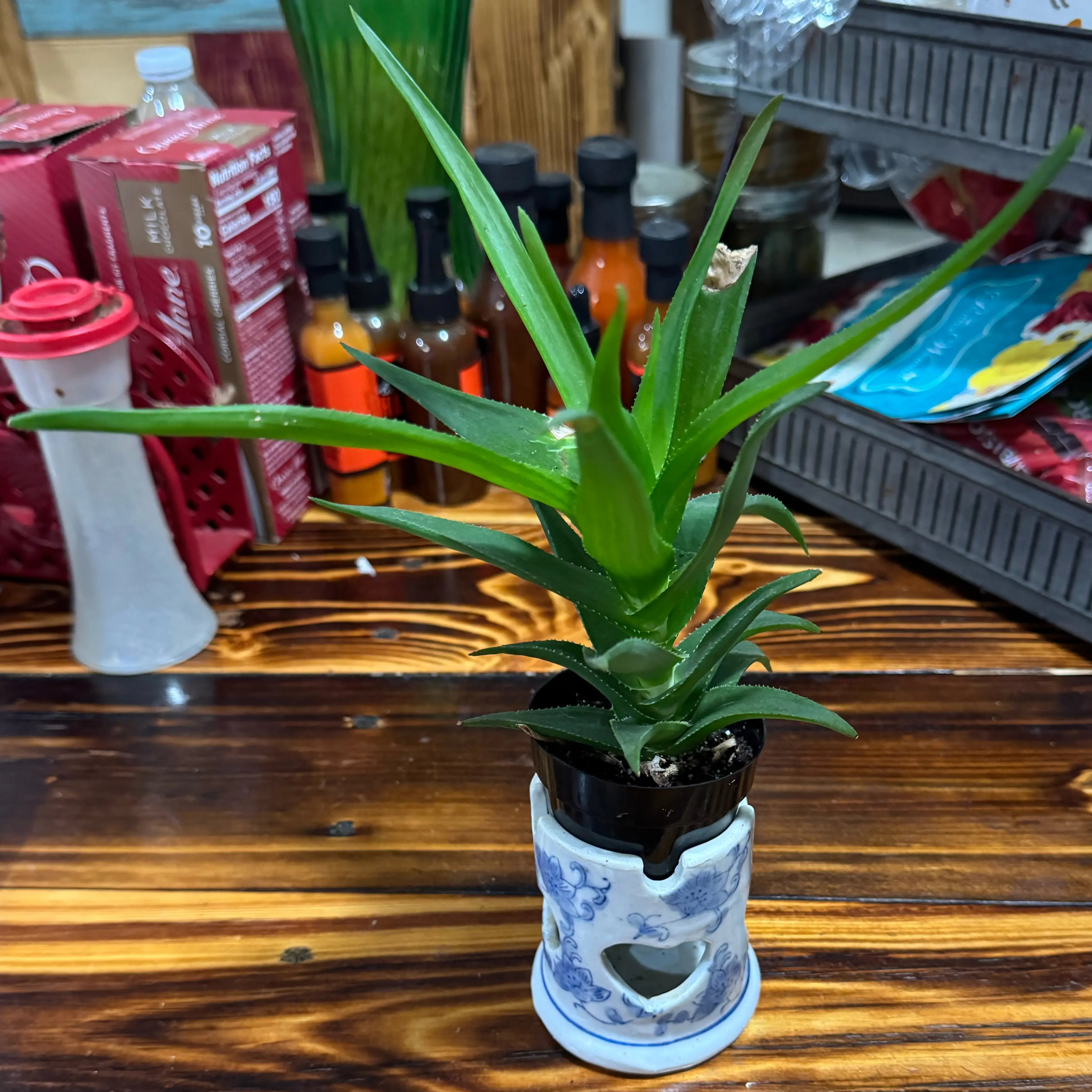 Photo of the plant species Hardy Aloe by @VictoriaMc named Dolores on Greg, the plant care app