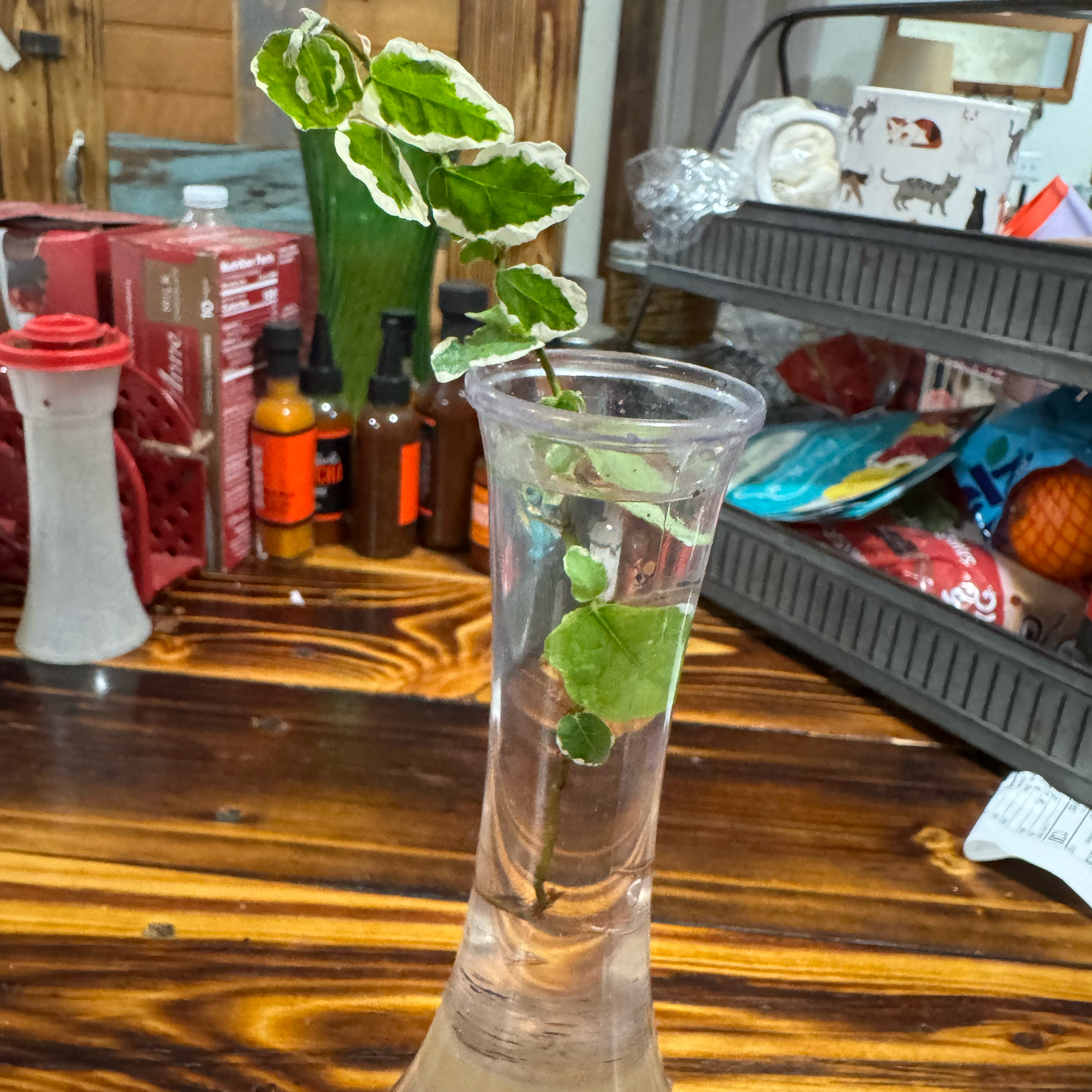 Photo of the plant species Bellis Ficus by @VictoriaMc named Bella on Greg, the plant care app