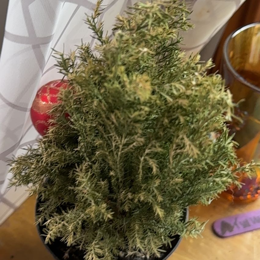 Photo of the plant species Monterey Cypress 'Ellwoodii' by @ProLithops67 named Walt on Greg, the plant care app