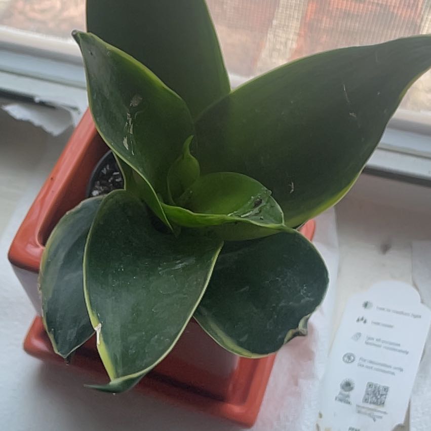Photo of the plant species Emerald Star Snake Plant by @DirectAristaloe named Ares on Greg, the plant care app