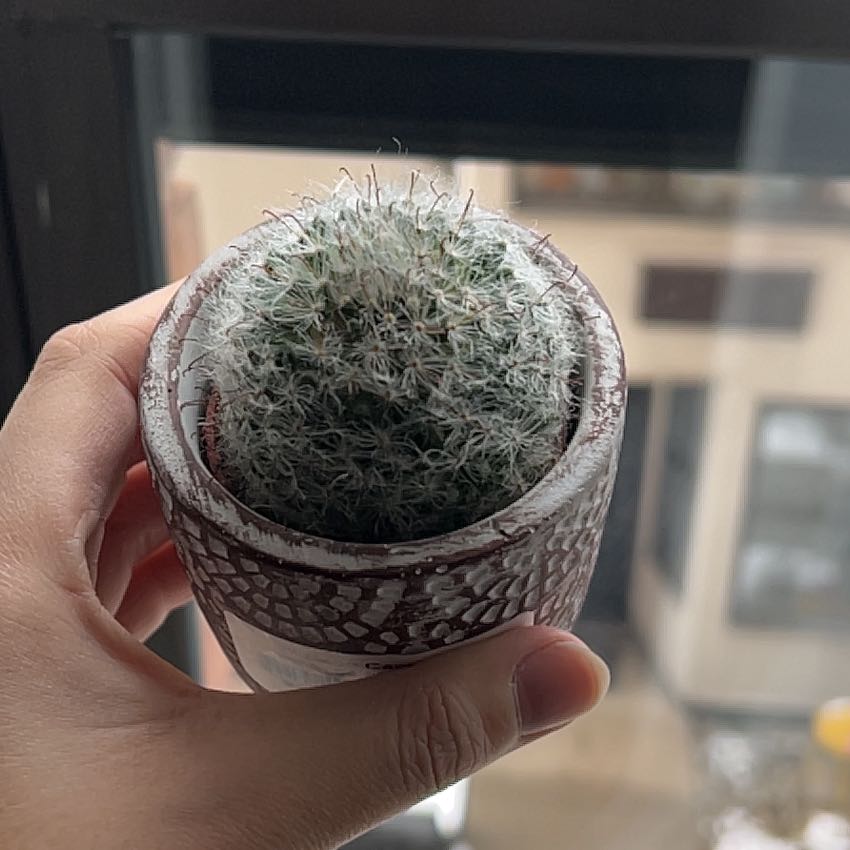 A healthy Twin Spined Cactus held in a hand, with a blurred background.