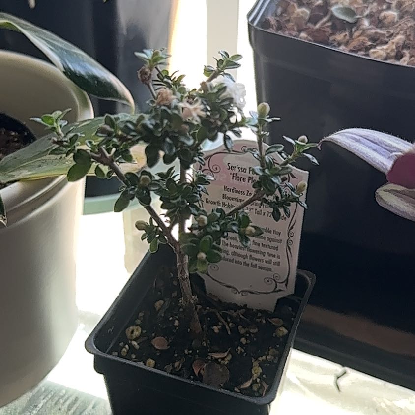 Photo of the plant species Snowrose by @SuaveLlavea57 named Madonna on Greg, the plant care app