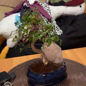 Photo of the plant species Zelkova by @BubblyBaibua named Fernie Mac on Greg, the plant care app