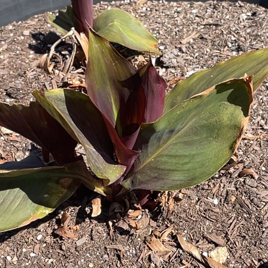 Photo of the plant species Canna 'Tropicana' by @KeenOregano79 named Drake on Greg, the plant care app