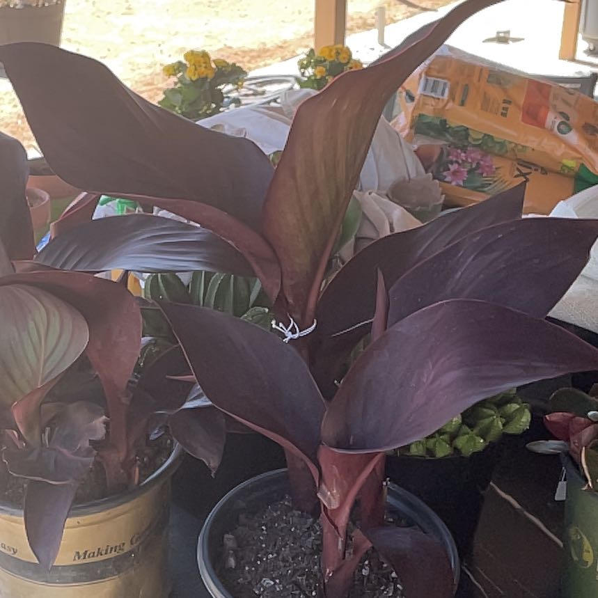 Photo of the plant species Canna 'Tropicana' by @KeenOregano79 named Orlando Bloom on Greg, the plant care app