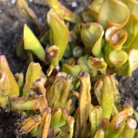 Photo of the plant species Creeping Coprosma by @KeenOregano79 named Athena on Greg, the plant care app