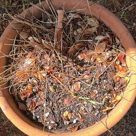 Photo of the plant species Guava by @BestChilli7 named Guava 2 on Greg, the plant care app