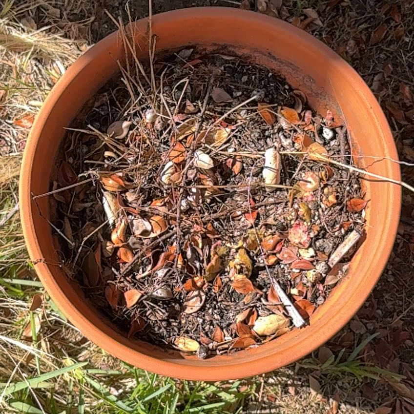 Photo of the plant species Guava by @BestChilli7 named Guava 1 on Greg, the plant care app