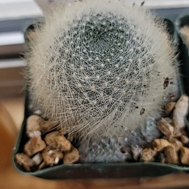 Photo of the plant species Rebutia albiareolata by @FestalBasil96 named Ronaldo on Greg, the plant care app
